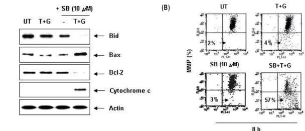Fig. 4. Effects of p38 MAPK inhibition on the mitochondrial dysfunction induced by genistein plus TRAIL in Hep3B cells