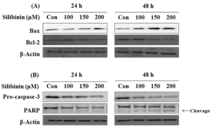 Fig. 5. Effects of silibinin on expression of apoptosis-related pro- pro-teins in PC-3 cells