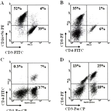Fig.  1 -  The  phenotypic  characterization  of the  activated  NK  cells,  which  was  used  in  nude  mouse  xenograft  assay