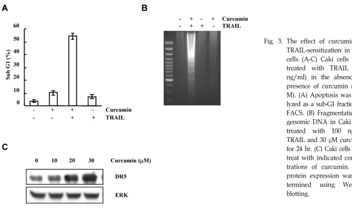 Fig. 3. The effect of curcumin on TRAIL-sensitization in Caki cells (A-C) Caki cells were treated with TRAIL (100 ng/ml) in the absence or presence of curcumin (30 μ M)