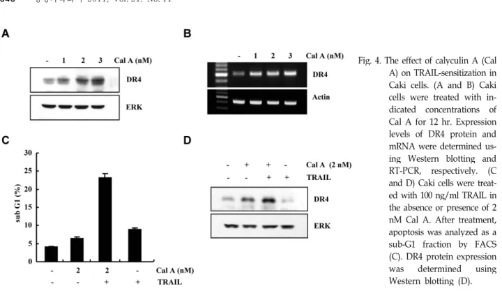 Fig. 5. The effect of Withaferin A (Wit A) on  TRAIL-sensitiza-tion in Caki cells. (A) Caki cells were treated with the indicated concentrations of Wit A for 24 hr