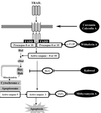 Fig. 8. Schematic diagram of TRAIL sensitization.