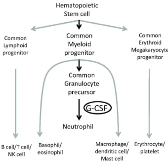 Fig. 1. Diagram depicted on G-CSF step in neutrophil differ- differ-entiation during hematopoiesis.