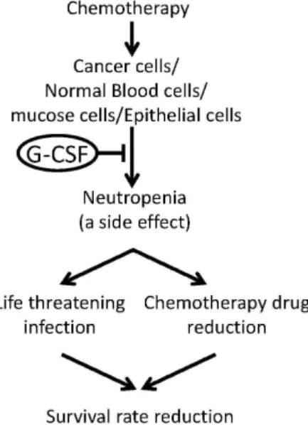 Fig. 3. Chemotherapy-induced neutropenia and its consequence.
