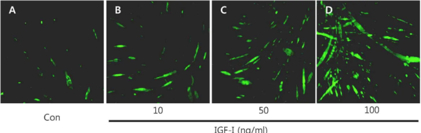 Fig. 1. Immunofluorescent staining images showing IGF-I-induced SOCS-3 protein expression in C2C12 myotubes