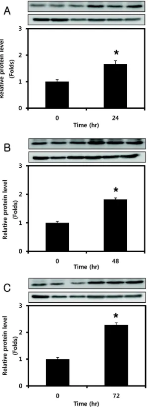 Fig. 3. Real-time PCR analysis of SOCS-3 mRNA after treatment with IGF-I (A). C2C12 myotubes were treated with 0, 10, 50, or 100 ng/ml of IGF-I for 3 hr