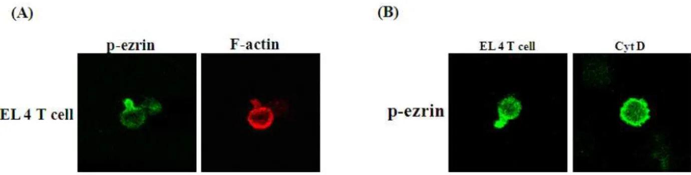 Fig. 5. Immunostaining of polarized EL4 T cells treated with CytD. To detect T cell polarity, cells were fixed with 10% TCA for 15 min at RT and permeabilized with 0.2% Triton X-100