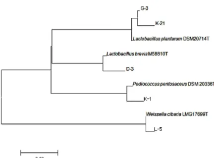 Fig. 2. Phylogenetic tree based on 16S rRNA gene sequences showing the positions of strains isolated and type strains of some lactic acid bacteria.