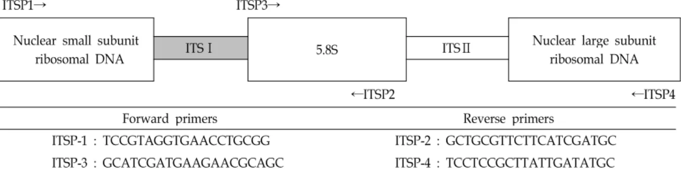 Fig. 1. Locations and sequences of primers for the amplification and sequencing. ITS primers were those designed by White et al [22].