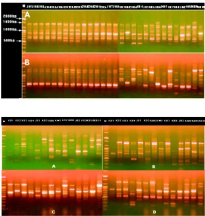 Fig. 3. Electrophoretic patterns of RAPD using pri- pri-mer OPA-2, 9, 10 and OPB-7 were very  var-ied depending on strains