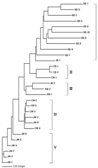 Fig. 4. The phylogenetic tree based on RAPD result of F.