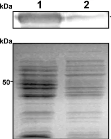 Fig. 5. Expression of PFAP at different NaCl concentration.