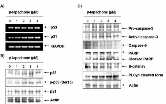Fig. 2. Induction of p53 and p21, and activation of caspases by β-lapachone in A549 cells