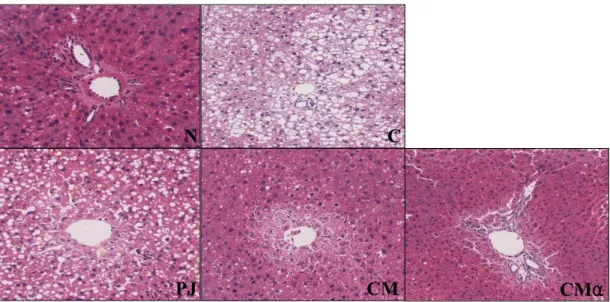 Fig. 5. Hepatic histopathologic changes of central vein in the OA-induced fatty liver of rats