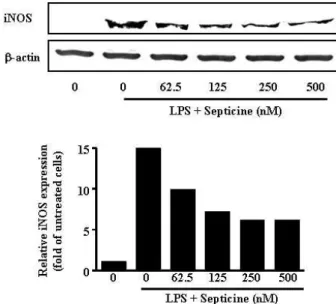 Fig. 4. Effects of septicine on LPS-induced iNOS expression.