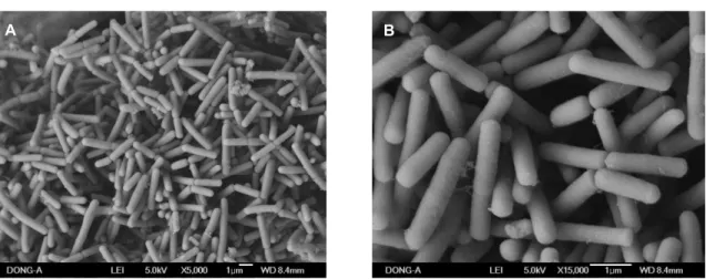 Fig. 2. Scanning electron microscopic observations of B. licheniformis LBH-52 (A, ×5,000 and B, ×15,000).