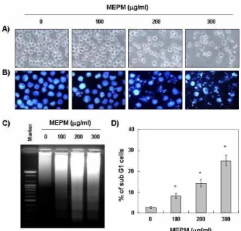 Fig. 2. Induction of apoptosis by MEPM treatment in human leukemia U937 cells. Cells were seeded into 6-well plate at 1×10 5 cells/ml and treated with the indicated  concen-trations of MEPM for 48 hr