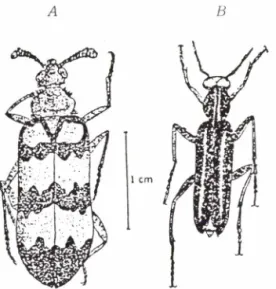 Fig.  1— A.  Mylabris sidae  Fab., B.  Epicauta gorhami  Mar.