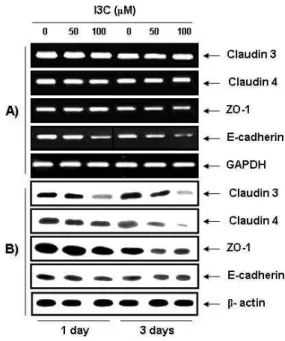 Fig. 5. Effects of I3C on the values of TEER and paracellular permeability in OVCAR-3 cells