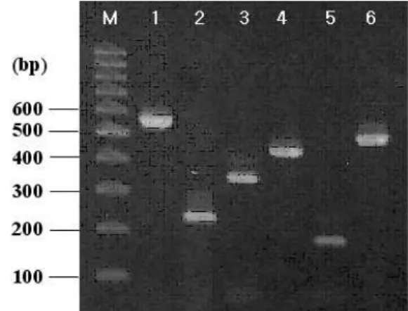 Table 2. Distribution of HPV types identified by multiplex PCR in common warts samples