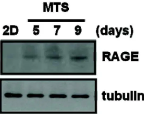 Fig. 4. Increased expression of RAGE in MCF-7 spheroids.