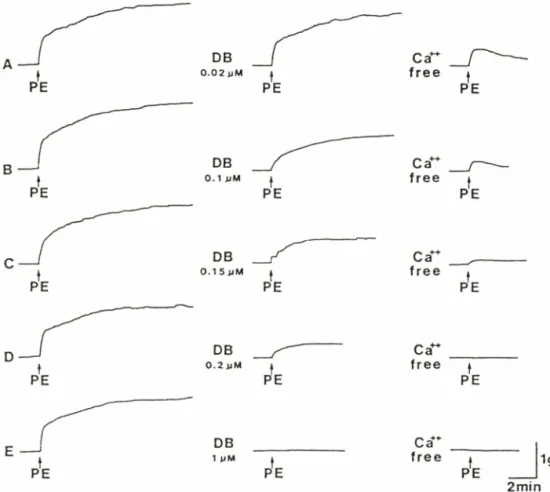 Fig.  1—Typical  recordings  of contractile  responses  of  endothelium-denuded  rat  aortas  by  phenylephrine(10-6 M)