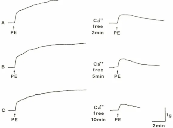 Fig.  5  — Typical  recordings  of contractile  responses  of endothelium-denuded  rat  aortas  by  phenylephrine(l으 6 M)