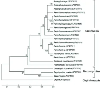 Fig. 1. Phylogenetic analysis of endophytic fungi using rDNA-ITS sequences.