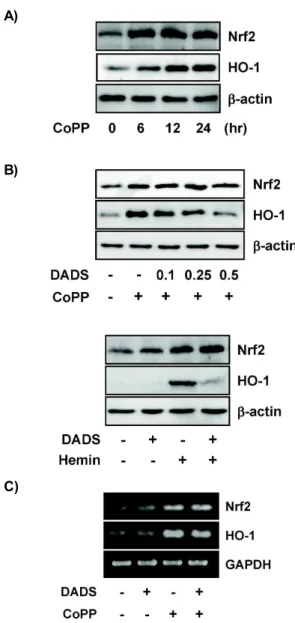Fig. 3. Effect of DADS on the CoPP-induced HO-1 expression in HepG2 cells. (A) Cells were stimulated with CoPP at 50 μM for different time periods