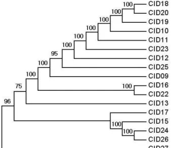Fig. 1. The maximum parsimonious tree for Chyseobacterium in- in-dologenes based on 16S analysis using MEGA 4x1.