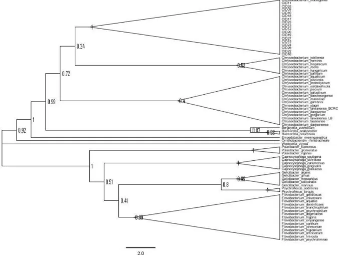 Fig. 2. The maximum likelihood tree for Chyseobacterium indologenes based on 16S analysis using MEGA 4x1.분석에 사용한 결과 서열 일치도, 계통도의 같은 분지군에 배체 되는 등 정보의 신뢰가 매우 높았다