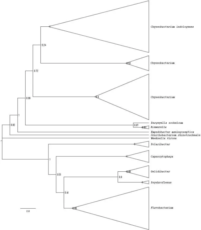 Fig. 3. The maximum likelihood tree for Chyseobacterium indologenes based on 16S analysis using MEGA 4x1