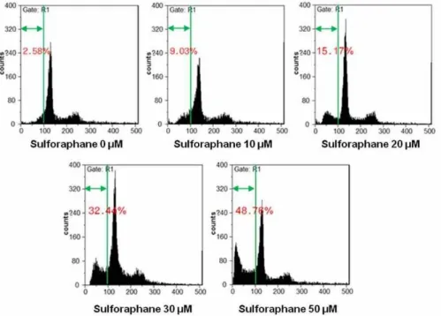 Fig. 2. SFN stimulates cell death in HTB-94 cells. HTB-94 cells were untreated or treated with the various concentrations of SFN for 24 hr and harvested at the indicated times for FACS analysis of cell cycle disrubution