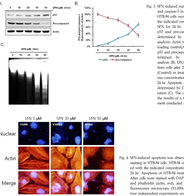 Fig. 3. SFN induced expression of p53 and caspase-3 in HTB-94 cells.