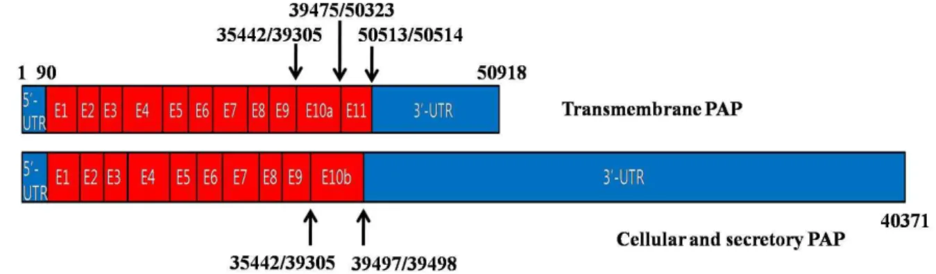 Fig. 2. Schematic diagram of hPAP transcripts. Two types of hPAP transcripts are generated by alternative splicing