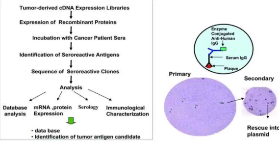 Fig. 1. Method of SEREX for discovery of tumor antigen cDNA expression libraries are made from tumor tissues, tumor cell lies, or testis tissues