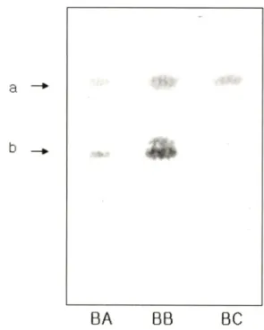 Fig.  1 - Thin layer chromatography of bamboo extracts. TLC plate  was developed in mixed solvent (CHCI 3 ; Methanol: H 2 0 =  90 :20 :2)  and  stained  with  FeCL.