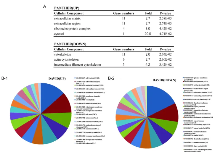 Fig. 6. Cellular components of differentially expressed genes. (A) Cellular components of input genes obtained from PANTHER.