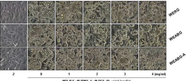 Fig. 2. Effects of garlic extracts on the microscopic morphological changes of differentiated 3T3-L1 mouse preadipocytes.