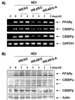 Fig. 4. Inhibitory effects of garlic extracts on triglyceride accu- accu-mulation of differentiated 3T3-L1 mouse preadipocytes.