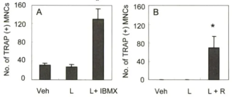 Fig.  1 - Effects  of IBMX  and rolipram on  LPS-induced  osteoclast  formation in coculture system