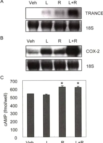 Fig.  2 - Effects  of  rolipram  on  osteoblasts.  Calvanal  osteoblasts  were incubated in the presence or absence of 20 ng/m/ LPS  with/without 10 |iM rolipram
