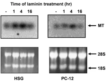 Fig. 1. Expression of MT in cultured HSG and PC-12 cell lines treated with laminin-1. Northern blot analysis was  con-ducted to analyze the expression of MT in HSG and PC-12 cells treated with laminin-1 for 1, 4, and 16 hr.
