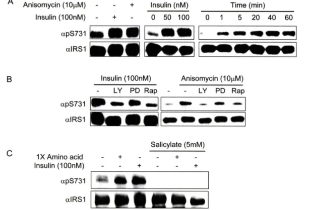 Fig.  1 - Modulation of serine 731 phosphorylation of IRSl. (A) CHO 산배^오  cells were treated with insulin or anisomycin for 30 min or indicated  times