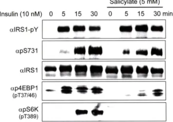 Fig.  3 -JNK  is  not  required for Ser731  phosphorylation  of IRSl. 