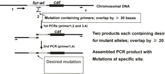Fig.  2 - PCR-based site specific mutagenesis of fur. The following four primers were used; primerl (x5K), 2 (R3n-R for codon 3 and R2A for  flag  tag)  3  (R3n-F  for  codon  3  and  F3A  for  flag  tag),  4  (x4).