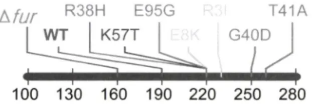 Fig.  5 - Spectrum of MtzR values for several R3 fur alleles. MtzR  values (ng/m/) were determined as described in materials  and  methods.