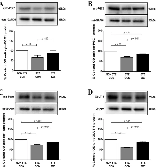 Fig. 2. Effect of exercise training on PGC-1α (A), mito PGC-1α (B), mito Tfam (C), GLUT-1 (D) protein in the brain of STZ-induced diabetic rats and untreated diabetic rats