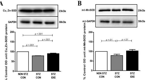 Fig. 3. Effect of exercise training on Cu,Zn-SOD (A), mito Mn-SOD (B) protein in the brain of STZ-induced diabetic rats and untreated diabetic rats