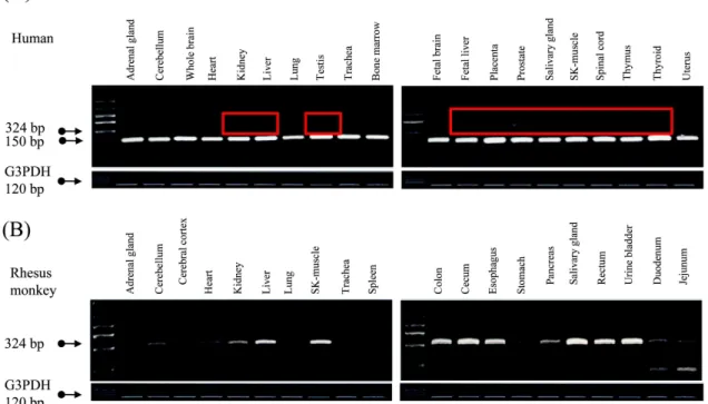 Fig. 2. Expression comparison of region contained L2A-derived exon in human and rhesus monkey tissues by RT-PCR amplification.